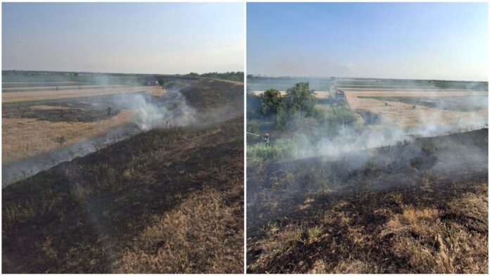 incendii arad vgetatiee